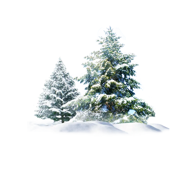 Snow-Covered Evergreen Trees
