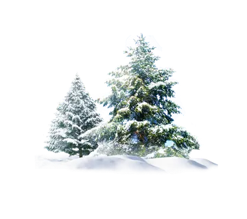 Snow-Covered Evergreen Trees