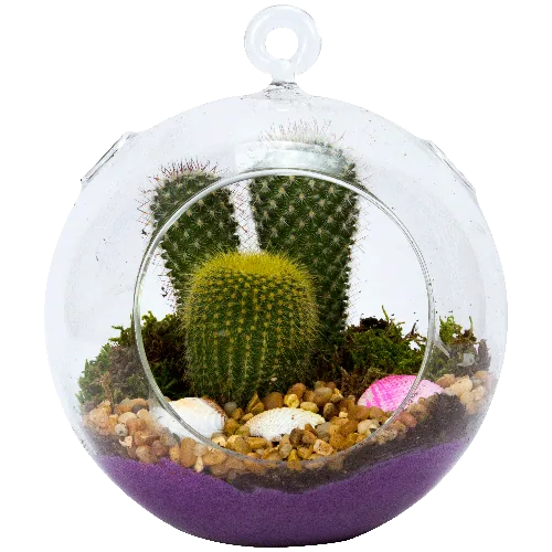 Cactus Terrarium in a Glass Hanging Globe