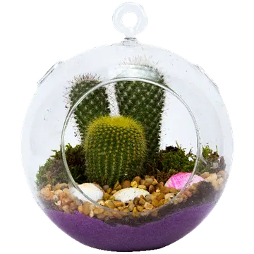 Cactus Terrarium in a Glass Hanging Globe
