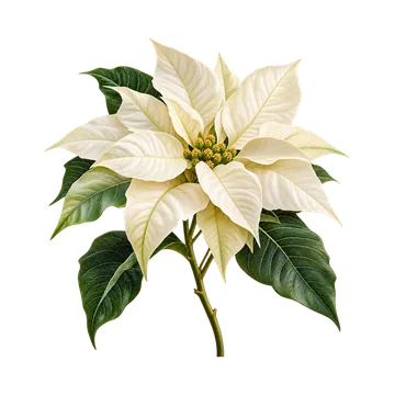 Cream White Poinsettia with Green Leaves